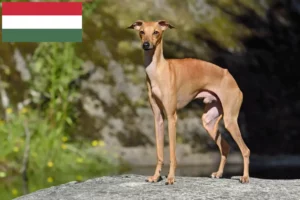 Read more about the article Olasz szélcsengettyű tenyésztők és kölykök Magyarországon