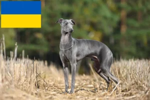 Read more about the article Olasz szélcsengettyű tenyésztők és kölykök Ukrajnában