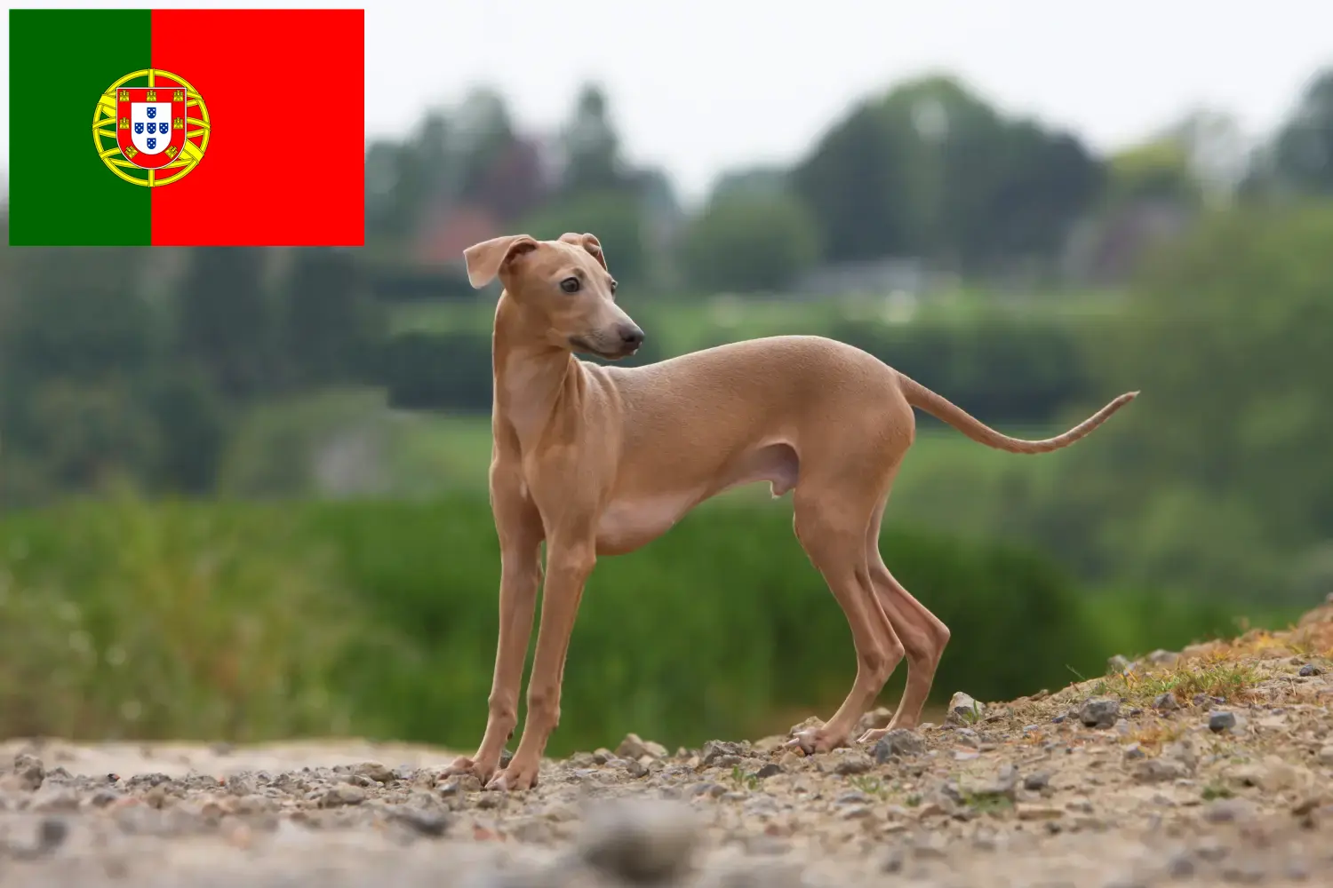 Olasz szélcsengő kölykök és tenyésztő Portugália Itt megtalálja az olasz szélcsengettyű tenyésztőket Portugáliában.