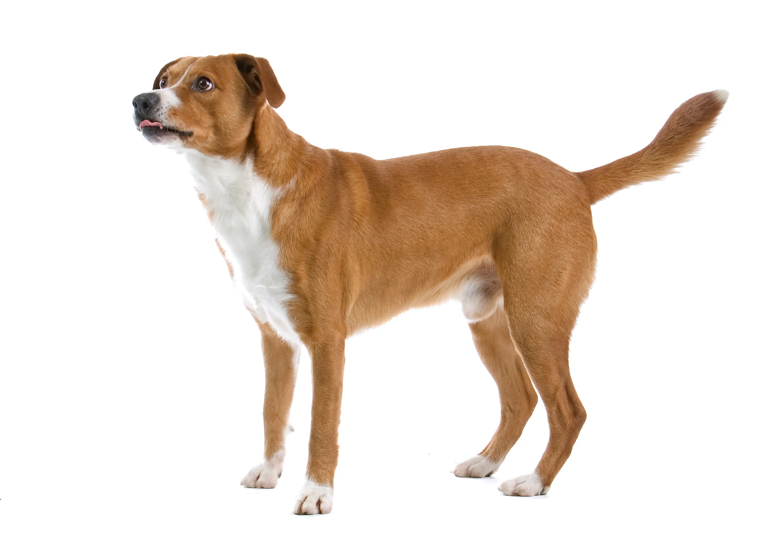 Osztrák pinscher kölykök és tenyésztők Itt osztrák pinscher tenyésztőket találhatsz a közeledben.