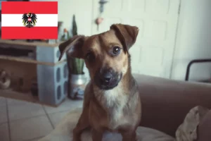 Read more about the article Osztrák pinscher tenyésztő és kölykök Ausztriában