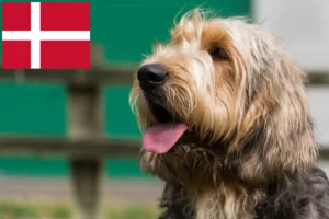 Read more about the article Vidra kutyatenyésztők és kölykök Dániában