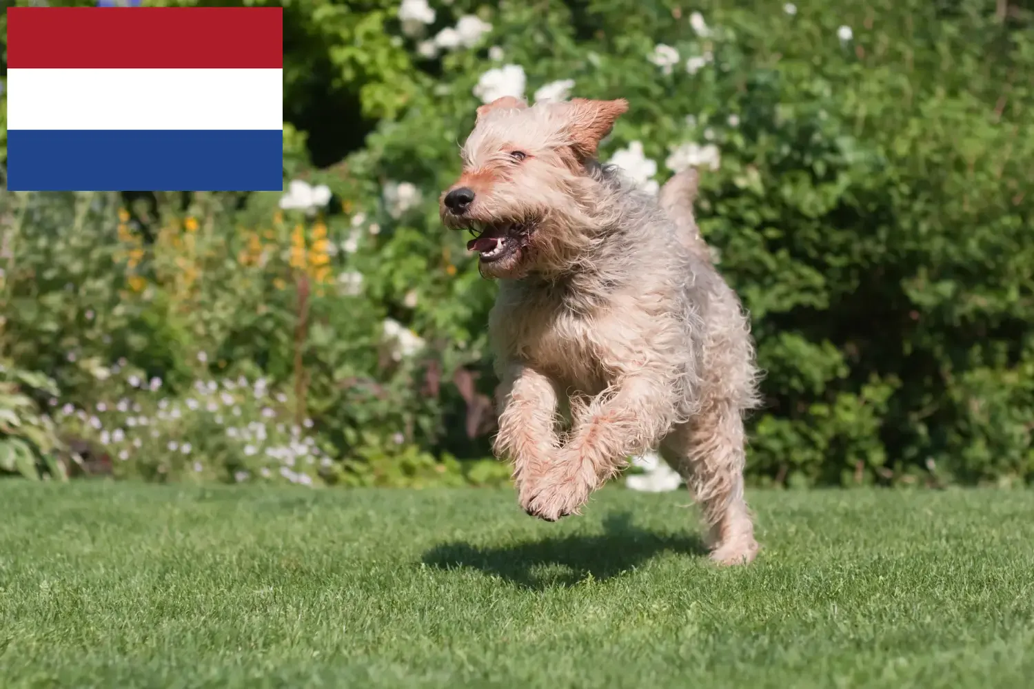 Vidra kutyakölykök és tenyésztők Hollandia Keressen vidra kutyatenyésztőket Hollandia területén.