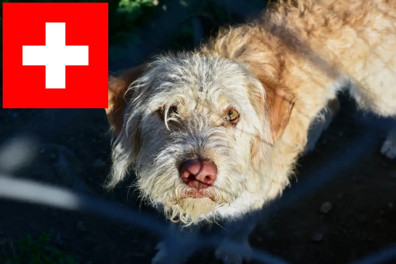 Otterhund kölykök és tenyésztők Svájcban Itt megtalálhatja a svájci vidrakutya tenyésztőket.