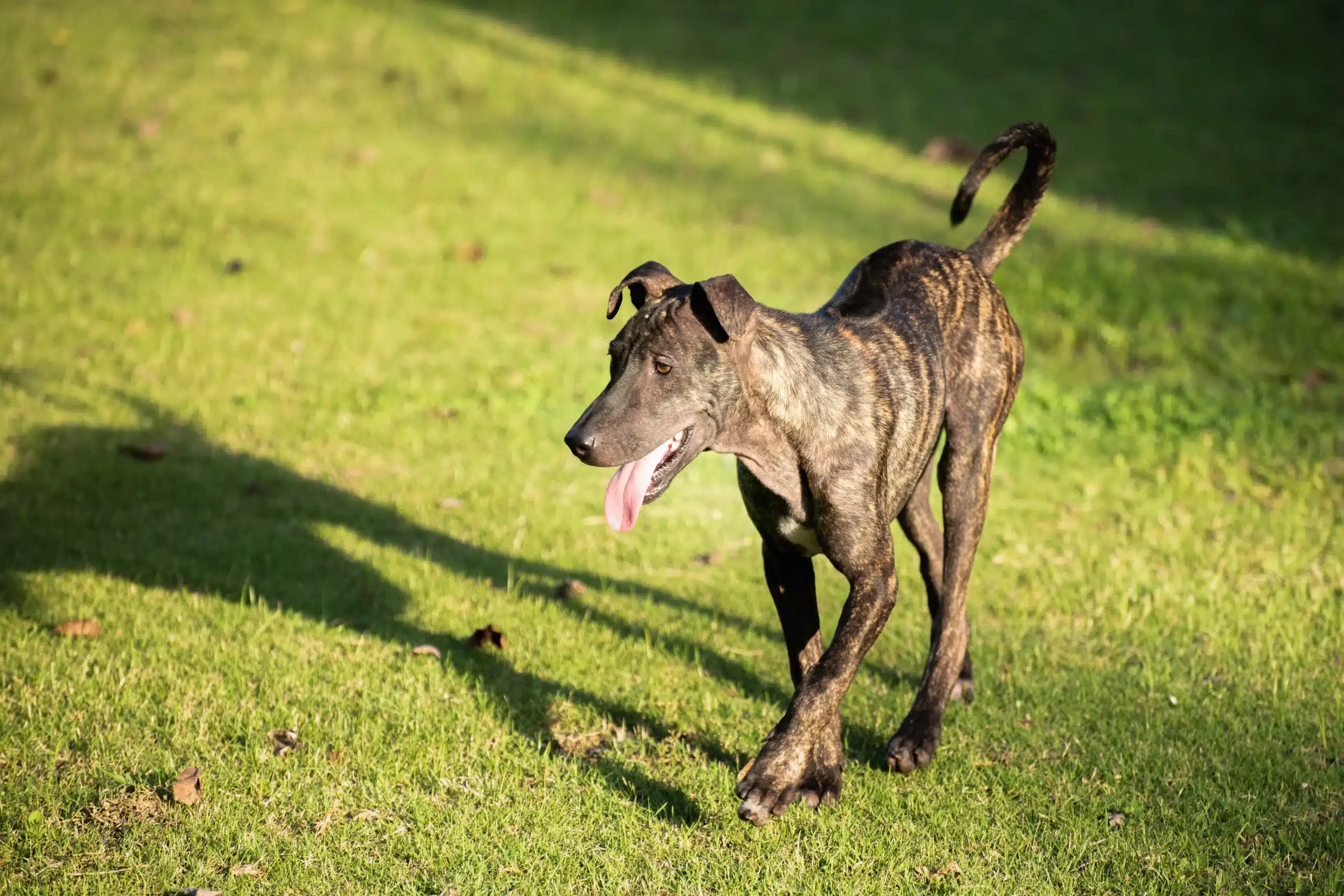 Read more about the article Phu Quoc Ridgeback tenyésztő
