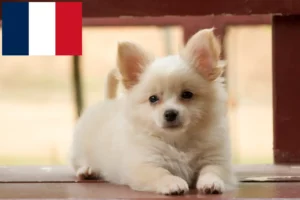 Read more about the article Pomchi tenyésztők és kölykök Franciaországban