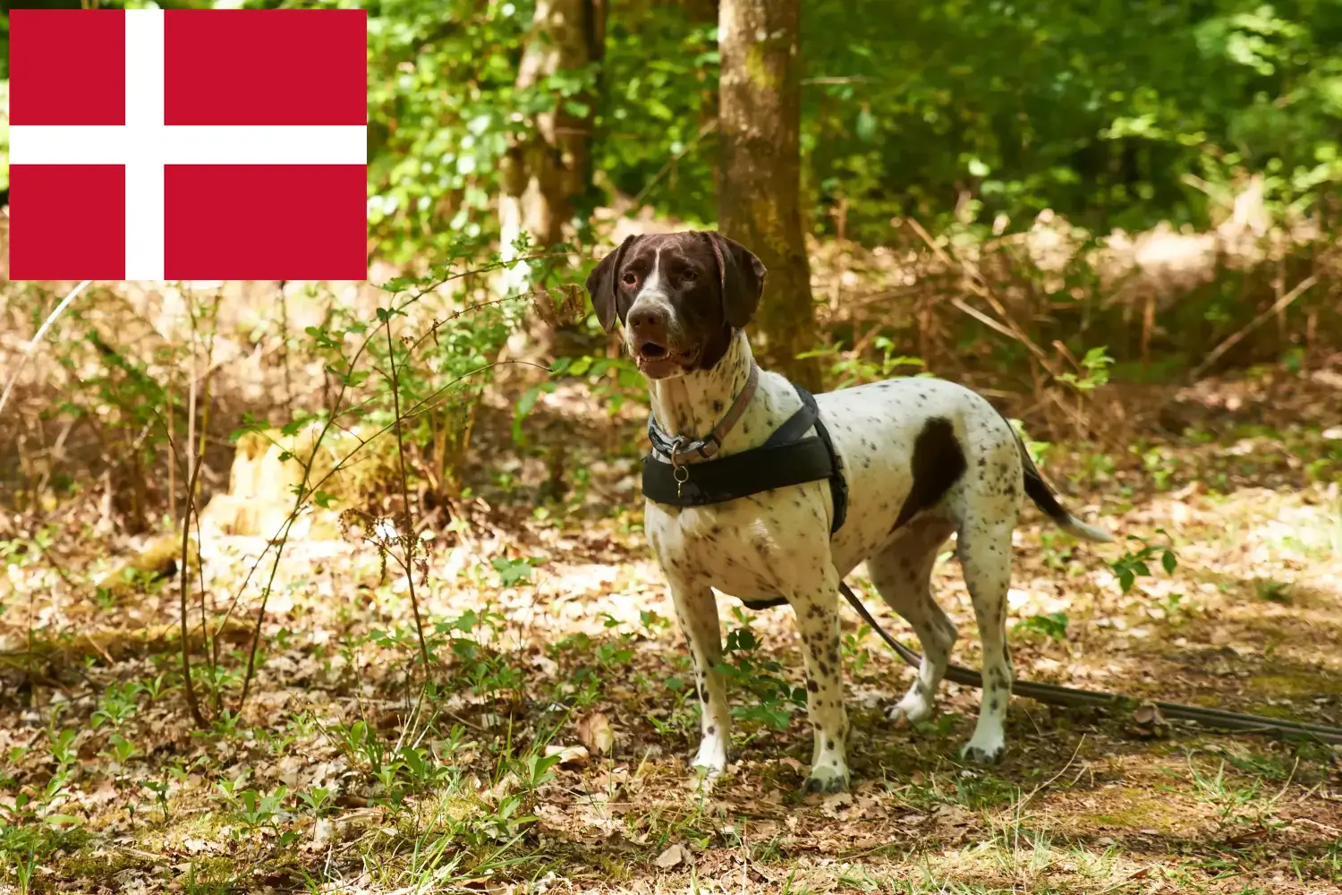 Öreg dán puckoló kutyakölykök és tenyésztők Dánia Itt talál Old Danish Pointing Dog tenyésztőket Dániában.
