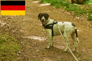 Read more about the article Régi dán dog tenyésztők és kölykök Németországban