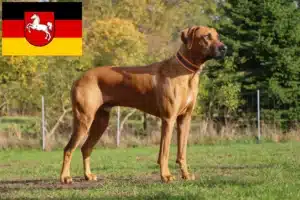 Read more about the article Rhodesian Ridgeback tenyésztők és kiskutyák Alsó-Szászországban