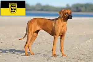 Read more about the article Rhodesian Ridgeback tenyésztők és kölykök Baden-Württembergben