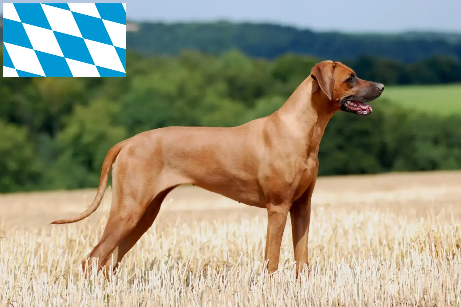 Rhodesian Ridgeback kiskutyák és tenyésztők Bajorországban Itt talál Rhodesian Ridgeback tenyésztőket Bajorországban.