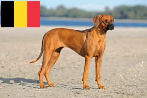 Read more about the article Rhodesian Ridgeback tenyésztők és kölykök Belgiumban