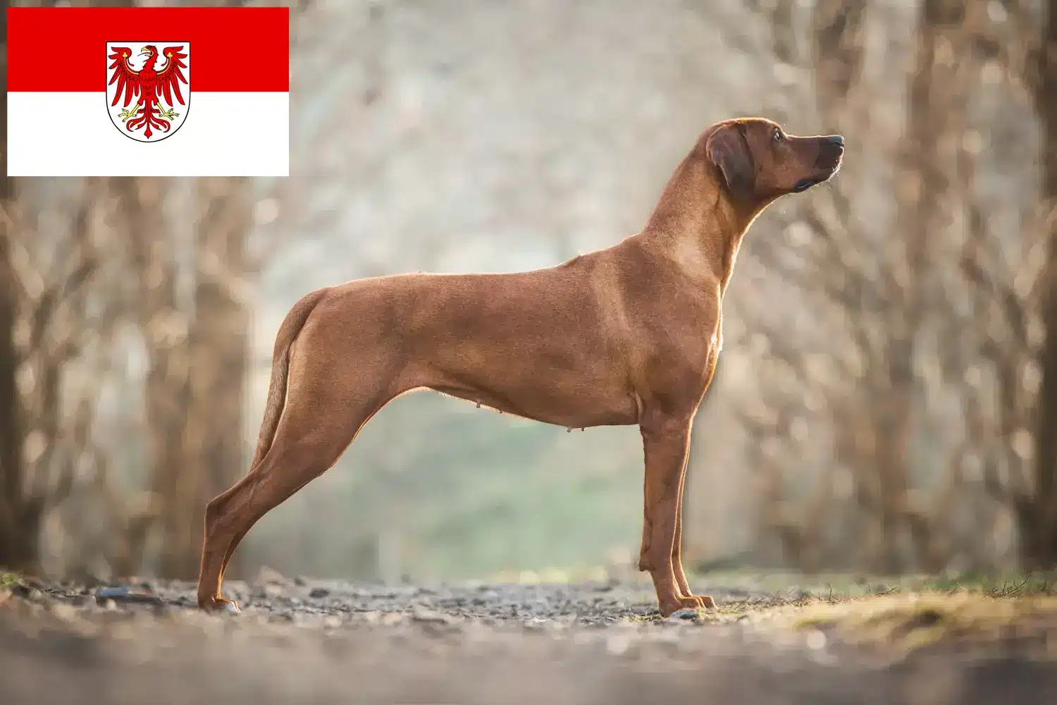 Rhodesian Ridgeback kiskutyák és tenyésztők Brandenburg Itt megtalálja a brandenburgi Rhodesian Ridgeback tenyésztőket.