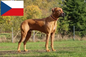 Read more about the article Rhodesian Ridgeback tenyésztők és kölykök Csehországban