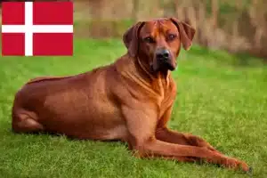 Read more about the article Rhodesian Ridgeback tenyésztők és kölykök Dániában