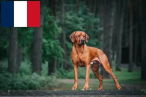 Read more about the article Rhodesian Ridgeback tenyésztők és kölykök Franciaországban