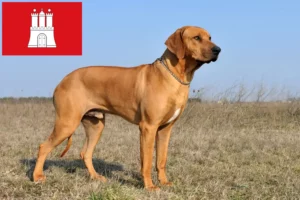 Read more about the article Rhodesian Ridgeback tenyésztő és kölykök Hamburgban