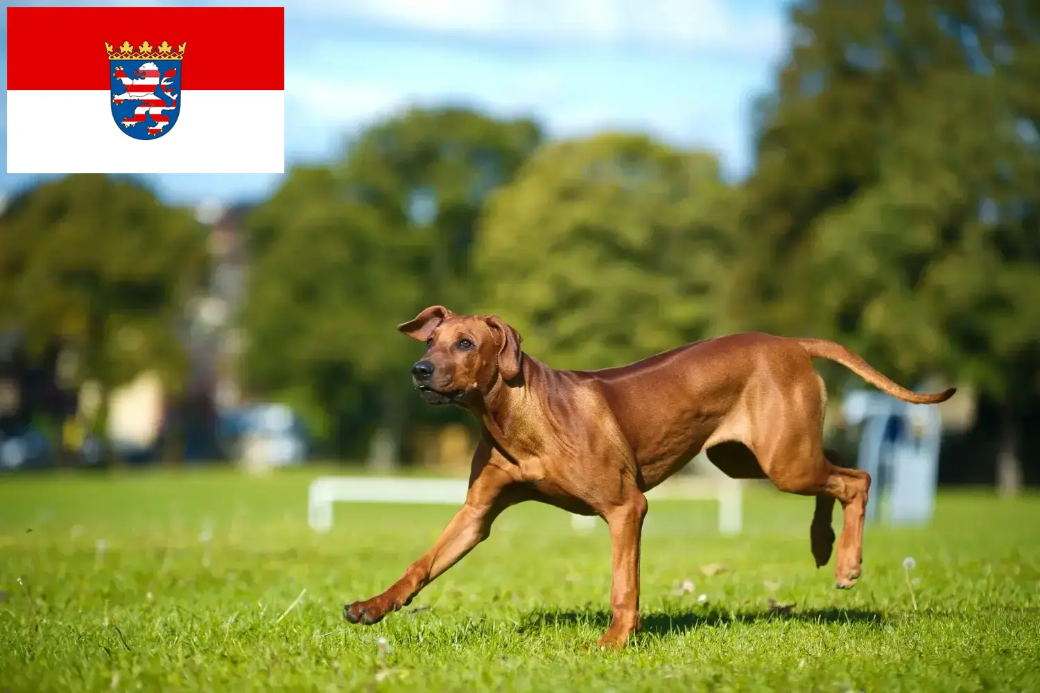 Rhodesian Ridgeback kiskutyák és tenyésztők Hesse Itt talál Rhodesian Ridgeback tenyésztőket Hessenben.
