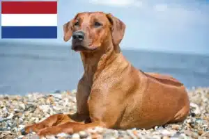 Read more about the article Rhodesian Ridgeback tenyésztők és kölykök Hollandiában