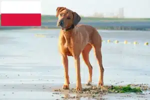 Read more about the article Rhodesian Ridgeback tenyésztők és kiskutyák Lengyelországban
