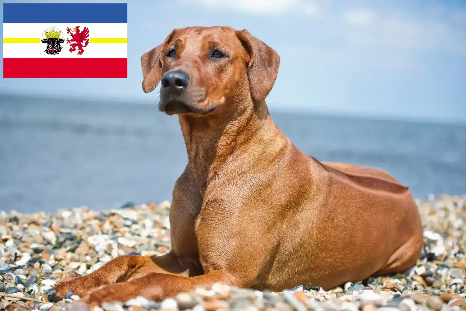Rhodesian Ridgeback kiskutyák és tenyésztők Mecklenburg-Vorpommern tartományban Itt talál Rhodesian Ridgeback tenyésztőket Mecklenburg-Elő-Pomeránia területén.