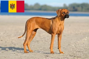 Read more about the article Rhodesian Ridgeback tenyésztők és kölykök Moldovában