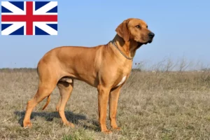 Read more about the article Rhodesian Ridgeback tenyésztők és kölykök Nagy-Britanniában