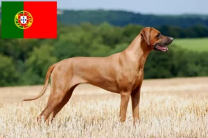 Read more about the article Rhodesian Ridgeback tenyésztők és kölykök Portugáliában