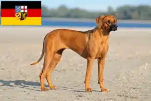 Read more about the article Rhodesian Ridgeback tenyésztők és kölykök Saarlandban