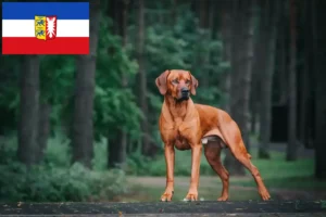 Read more about the article Rhodesian Ridgeback tenyésztők és kiskutyák Schleswig-Holstein tartományban
