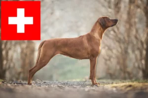 Read more about the article Rhodesian Ridgeback tenyésztők és kölykök Svájcban