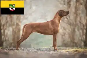 Read more about the article Rhodesian Ridgeback tenyésztők és kölykök Szász-Anhaltban
