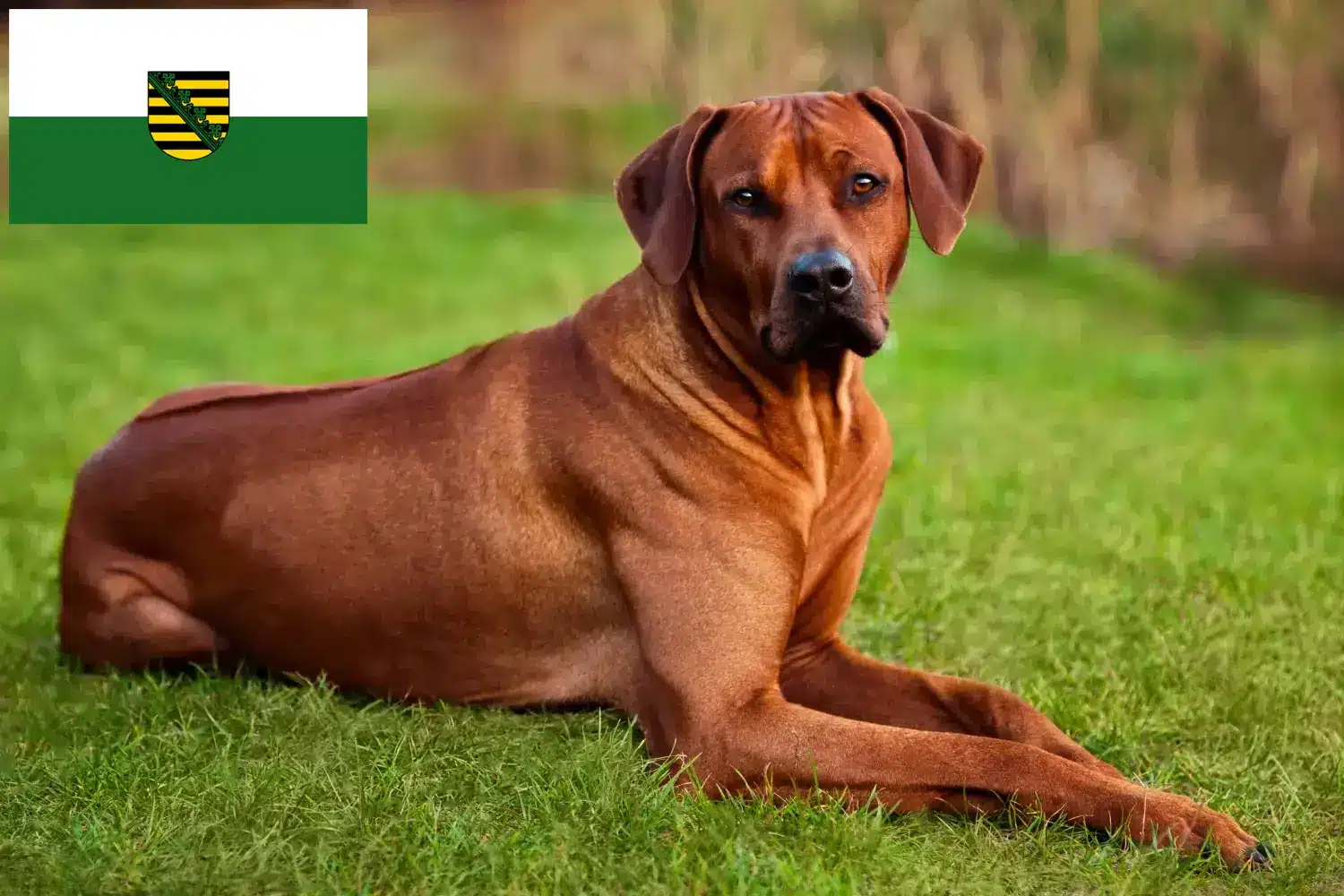 Rhodesian Ridgeback kiskutyák és tenyésztők Szászországban Itt talál Rhodesian Ridgeback tenyésztőket Szászországban.