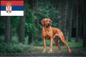 Read more about the article Rhodesian Ridgeback tenyésztők és kölykök Szerbiában
