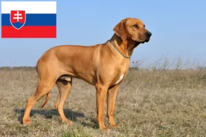 Read more about the article Rhodesian Ridgeback tenyésztők és kölykök Szlovákiában