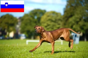 Read more about the article Rhodesian Ridgeback tenyésztők és kölykök Szlovéniában