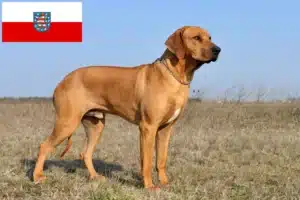 Read more about the article Rhodesian Ridgeback tenyésztők és kölykök Türingiában