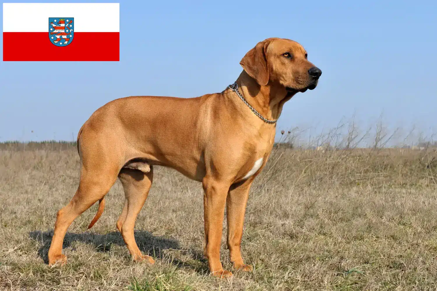 Rhodesian Ridgeback kiskutyák és tenyésztők Türingia Itt talál Rhodesian Ridgeback tenyésztőket Türingiában.