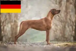 Read more about the article Rhodesian Ridgeback tenyésztők és kiskutyák Németországban