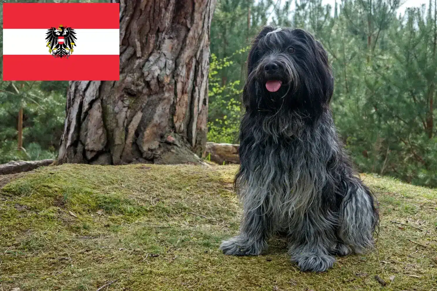 Schapendoes kiskutyák és tenyésztők Ausztria Itt találhat Schapendoes tenyésztőket Ausztriában.