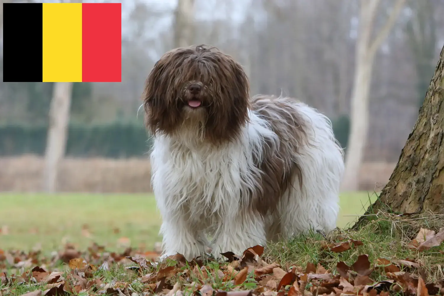 Schapendoes kiskutyák és tenyésztők Belgium Itt találsz Schapendoes tenyésztőket Belgiumban.