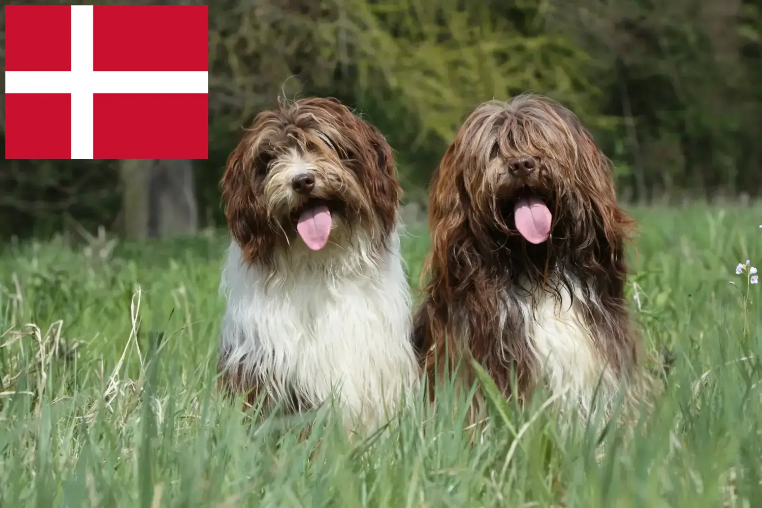 Schapendoes kiskutyák és tenyésztők Dánia Itt találsz Schapendoes tenyésztőket Dániában.