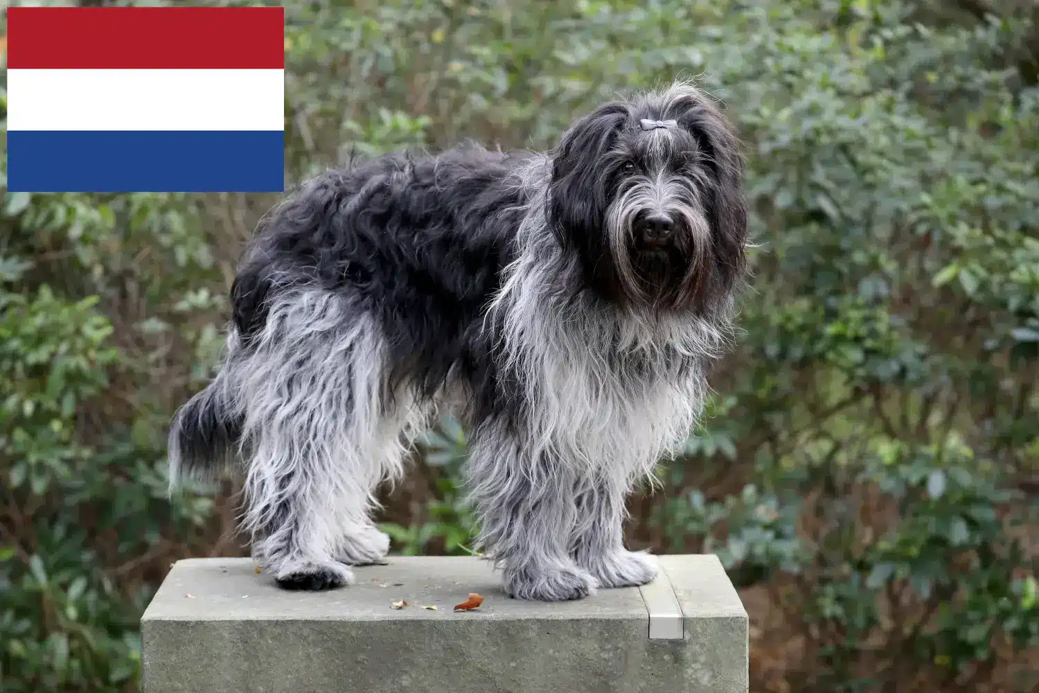 Schapendoes kiskutyák és tenyésztők Hollandia Itt találhat Schapendoes tenyésztőket Hollandiában.