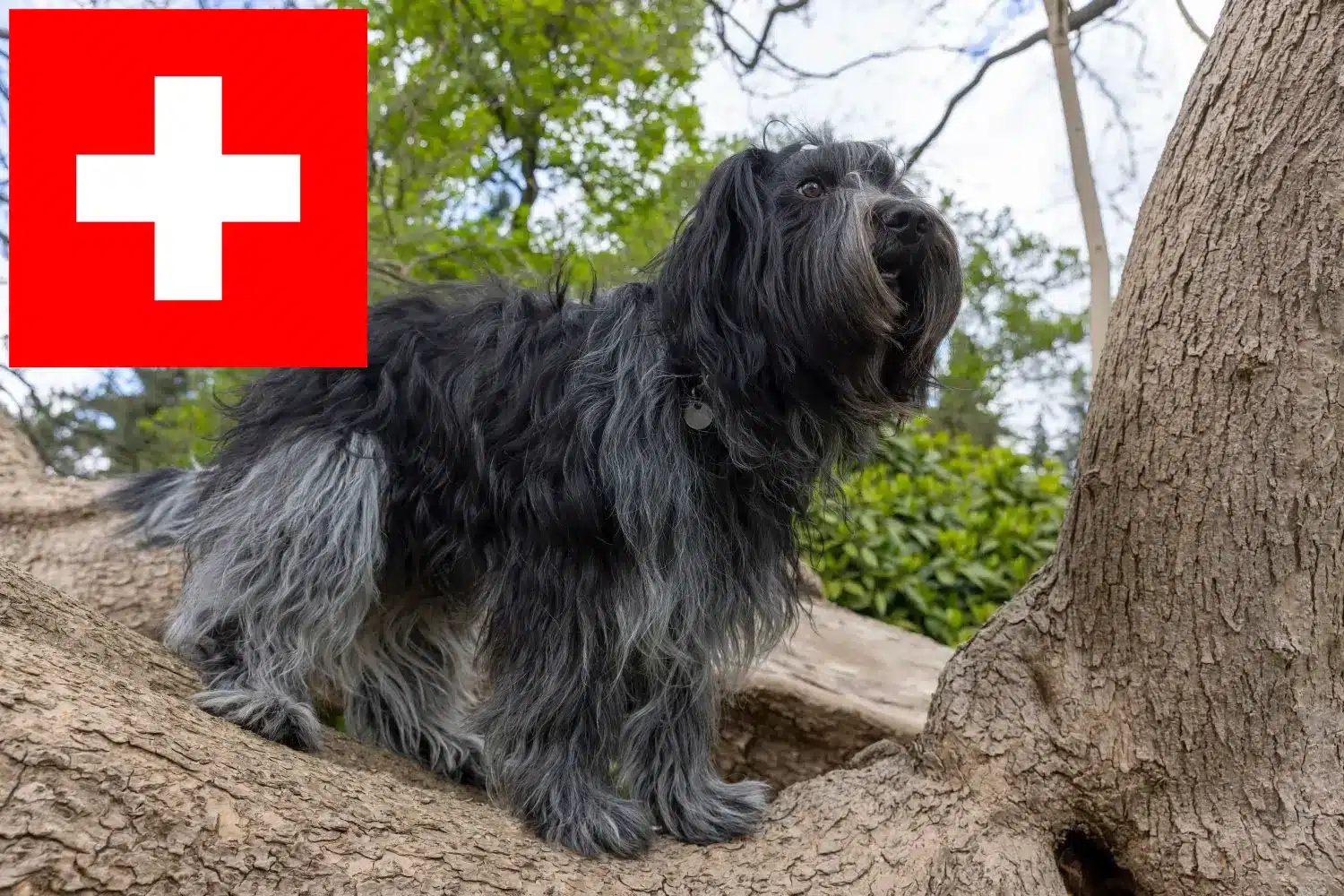 Schapendoes kiskutyák és tenyésztők Svájc Itt találhat Schapendoes tenyésztőket Svájcban.