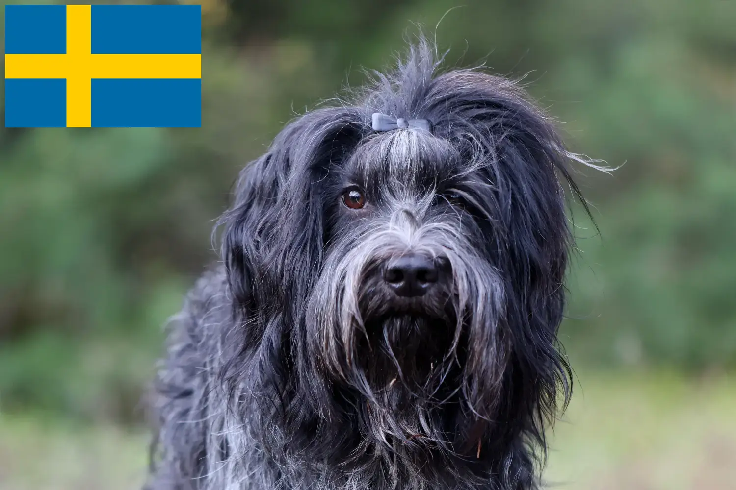 Schapendoes kiskutyák és tenyésztők Svédországban Itt találsz Schapendoes tenyésztőket Svédországban.