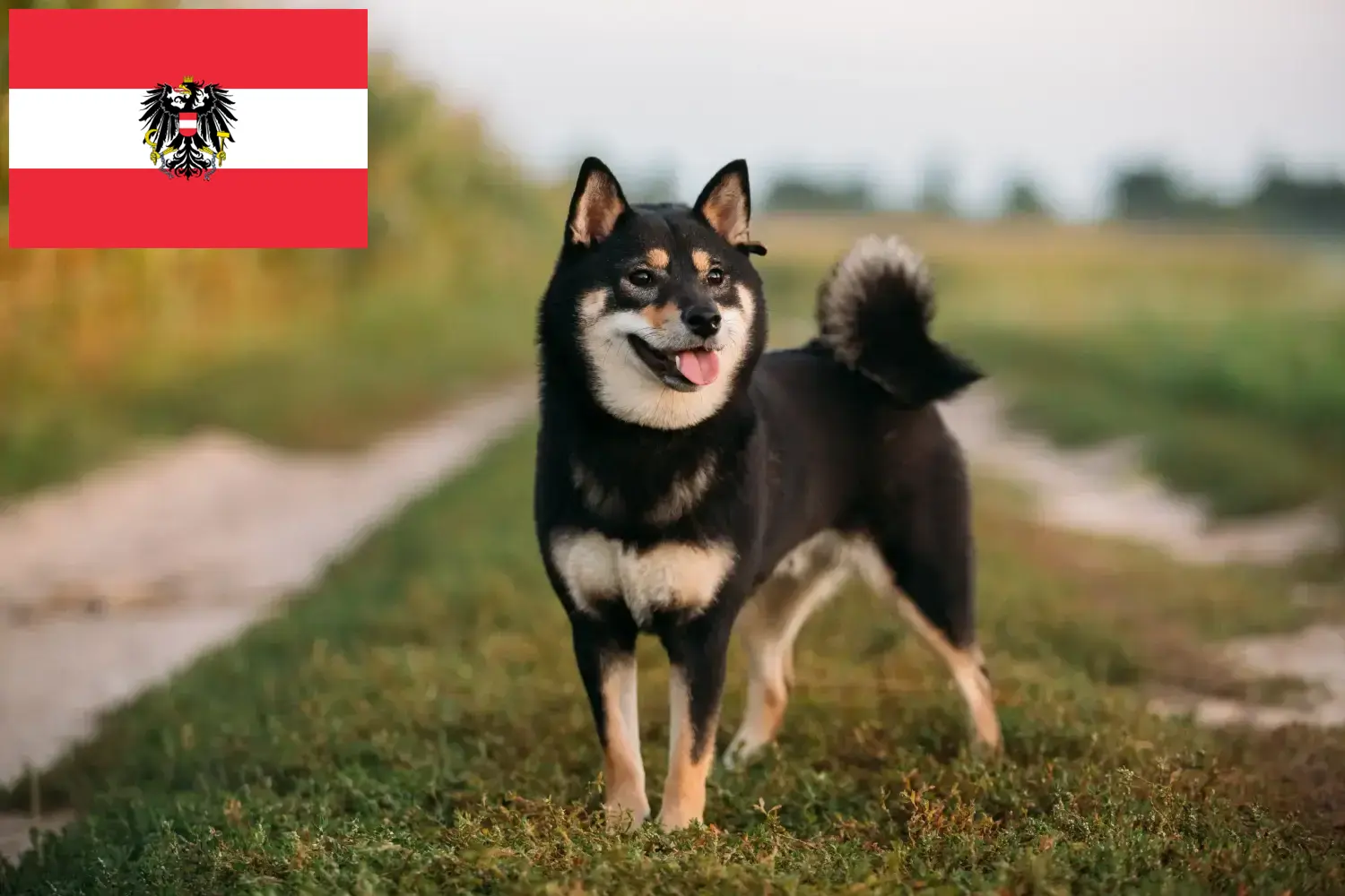 Shiba kölykök és tenyésztők Ausztria Itt találhat Shibas tenyésztőket Ausztriában.