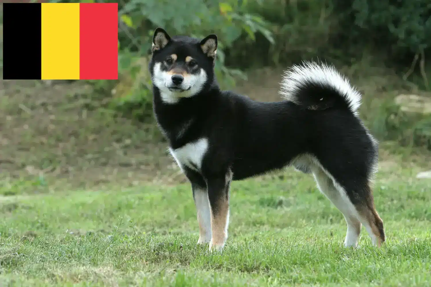 Shiba kölykök és tenyésztők Belgium Itt találhat Shibas tenyésztőket Belgiumban.