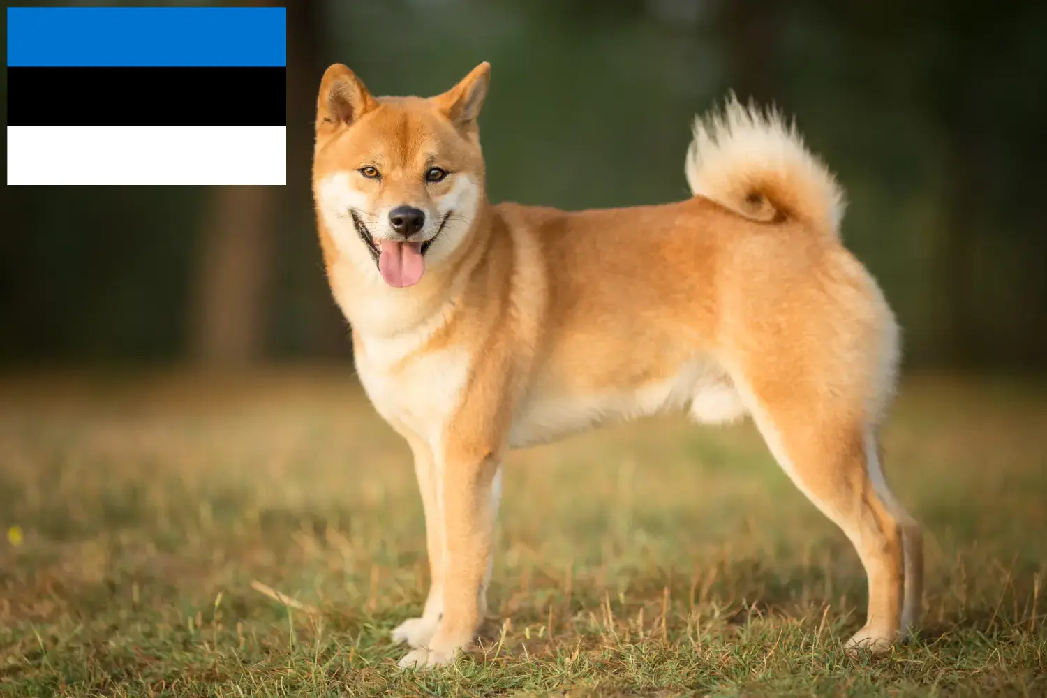 Shiba kiskutyák és tenyésztők Észtországban Itt találhat Shiba tenyésztőket Észtországban.