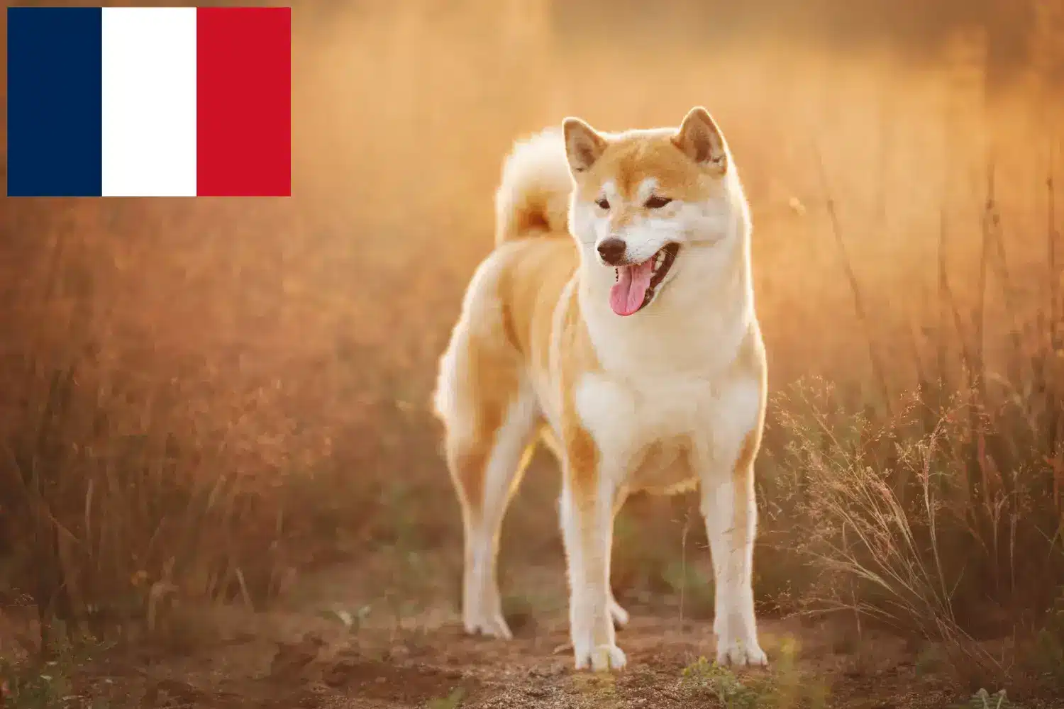 Shiba kiskutyák és tenyésztők Franciaország Itt megtalálja a franciaországi Shiba tenyésztőket.