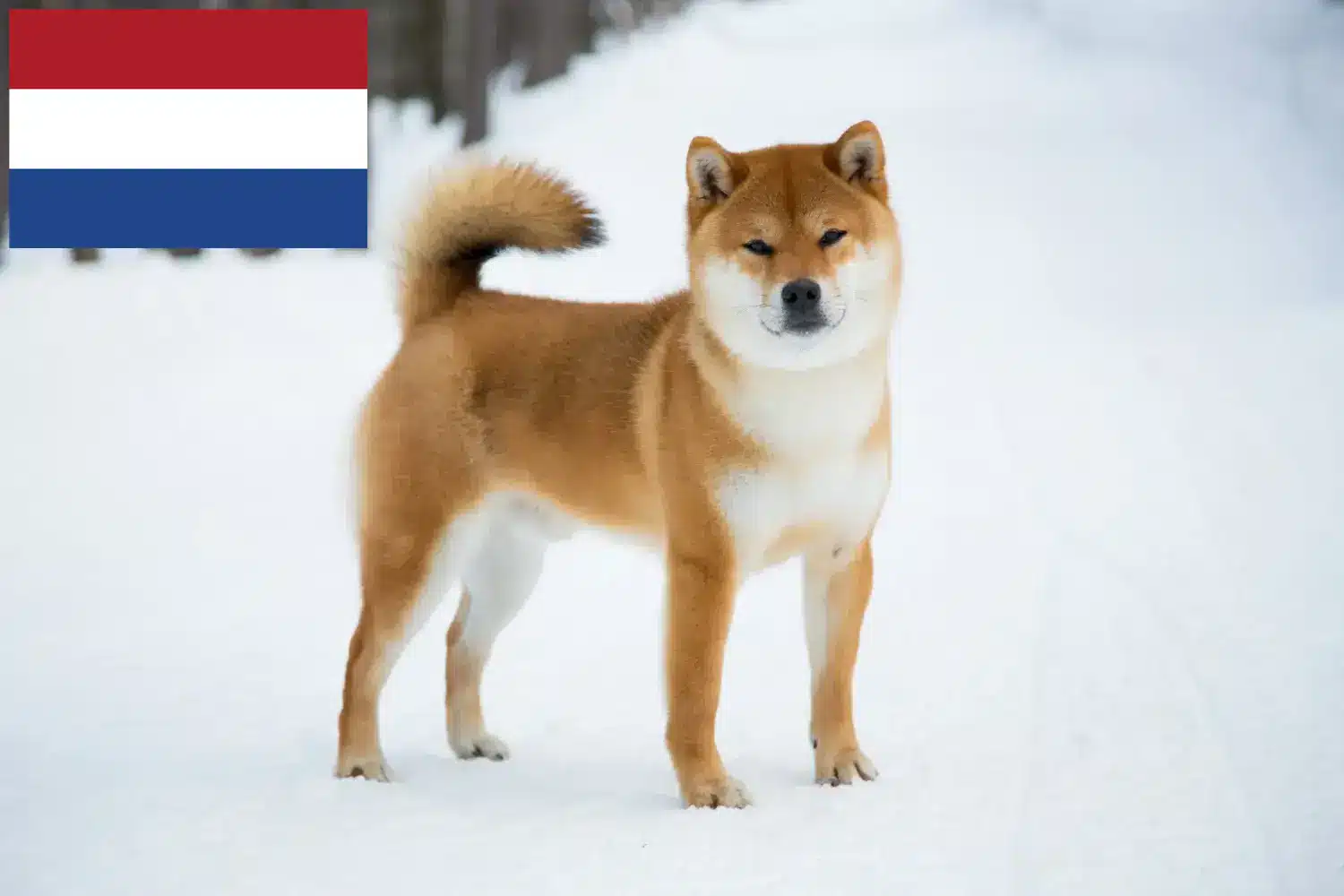 Shiba kölykök és tenyésztők Hollandia Itt találhat Shiba tenyésztőket Hollandiában.